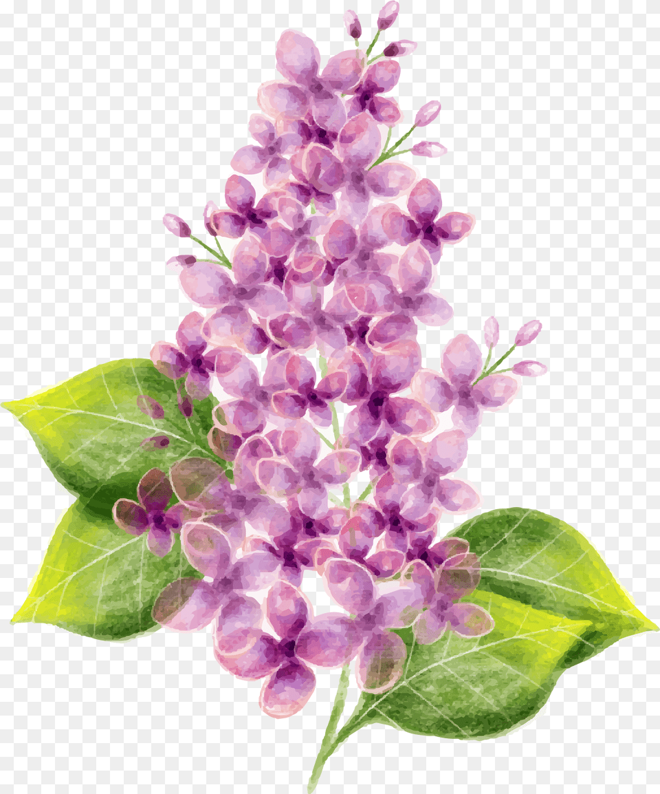 Lilac Flower Watercolor Painting Vector Hand Painted Purple Vector Lilac Flower, Plant Png Image