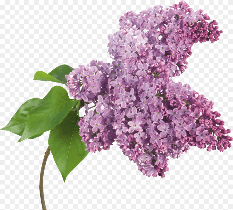 Lilac Flowers Clip Art Free Png Download
