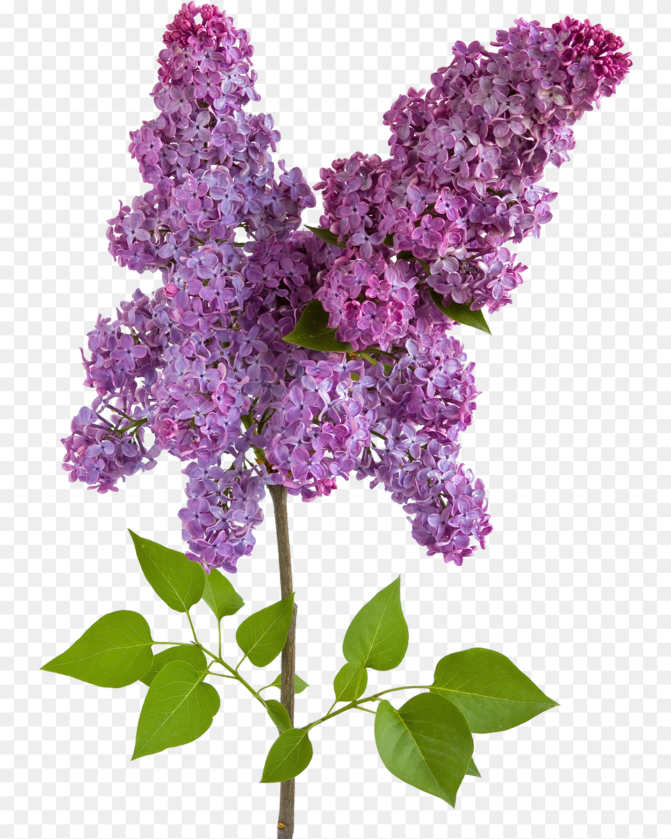 Lilac Flowers Images Download Wisteria Flower, Plant Free Transparent Png