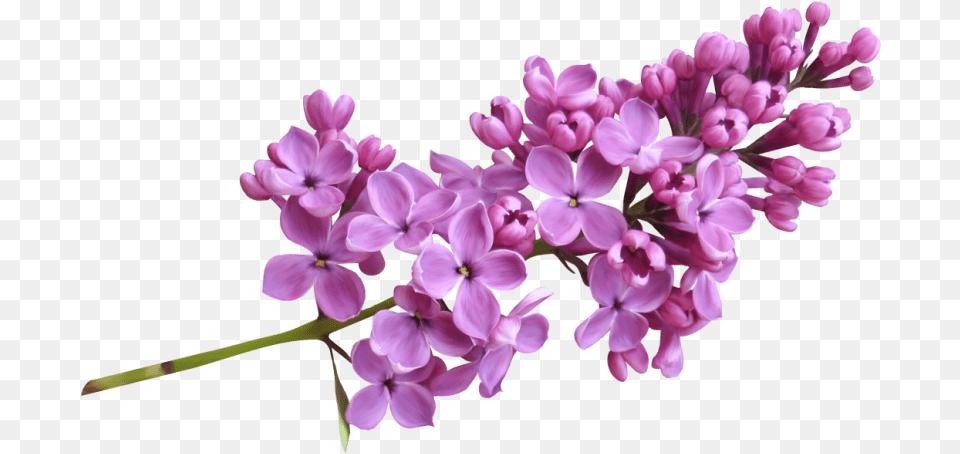 Lilac Flowers Images Download Lilac, Flower, Plant Free Png