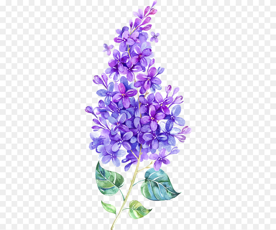 Lilac Flowers Images Watercolor Lilac Flower, Plant Free Png