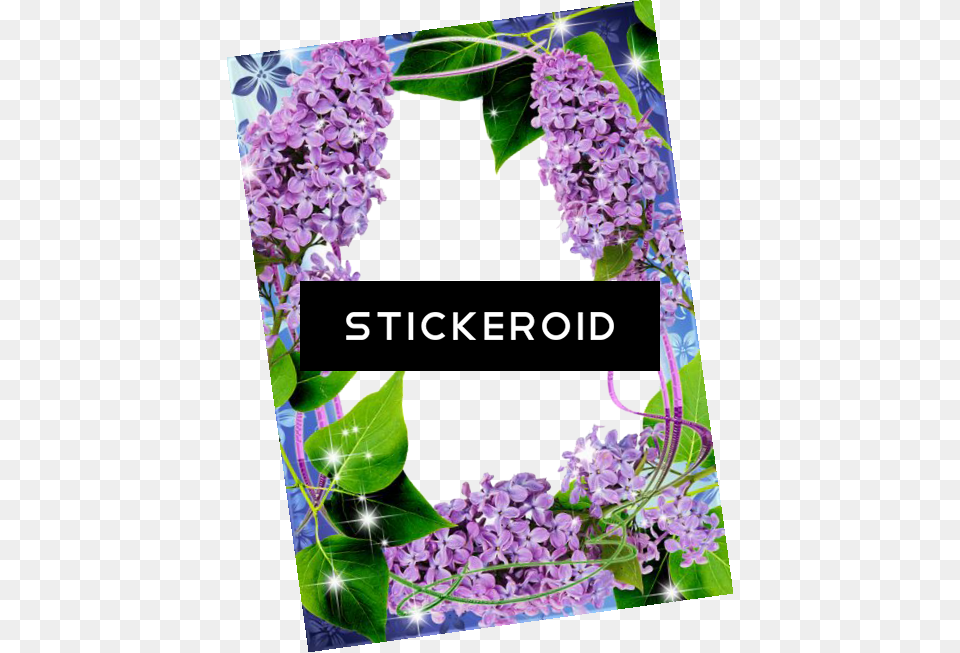 Lilac Flowers Lilacs And Home Grown Tomatoes, Flower, Plant, Purple Free Png