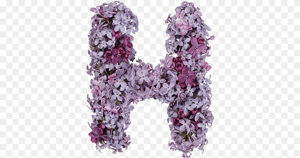 Lilac Font Font, Flower, Plant Free Transparent Png