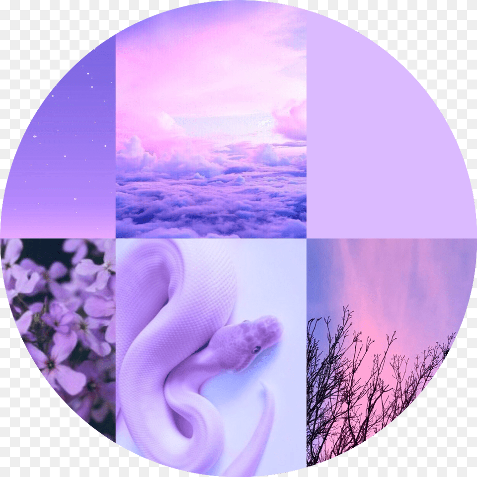 Lilac Pastel Purple Aesthetic Background Freetoedit Pastel Purple Aesthetic Background, Photography, Animal, Reptile, Snake Png