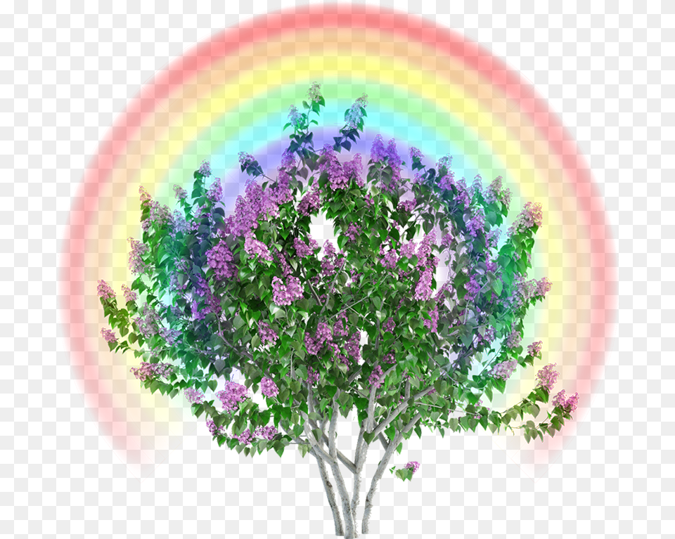 Lilac Poem Bun Stout Lythraceae, Plant, Flower, Pattern, Purple Free Transparent Png