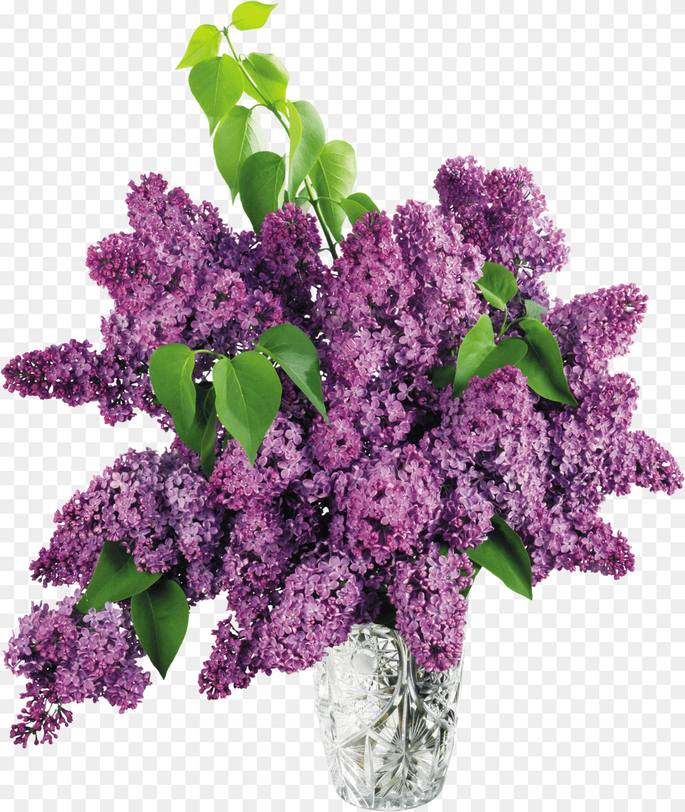 Lilac Purple Flowers Free Png