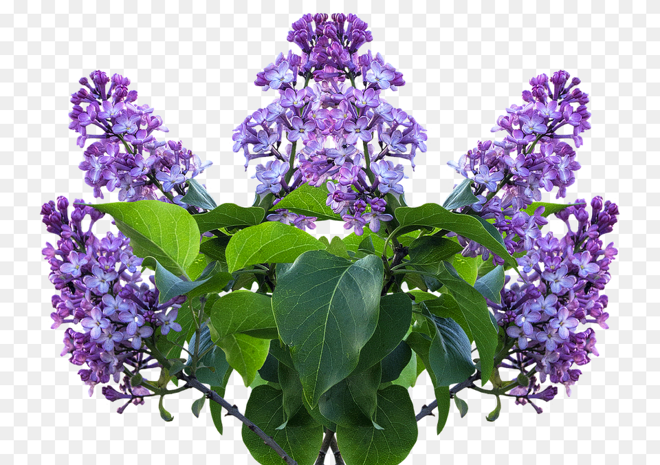 Lilac Spring Flower Lilac Transparent, Plant, Geranium Free Png Download