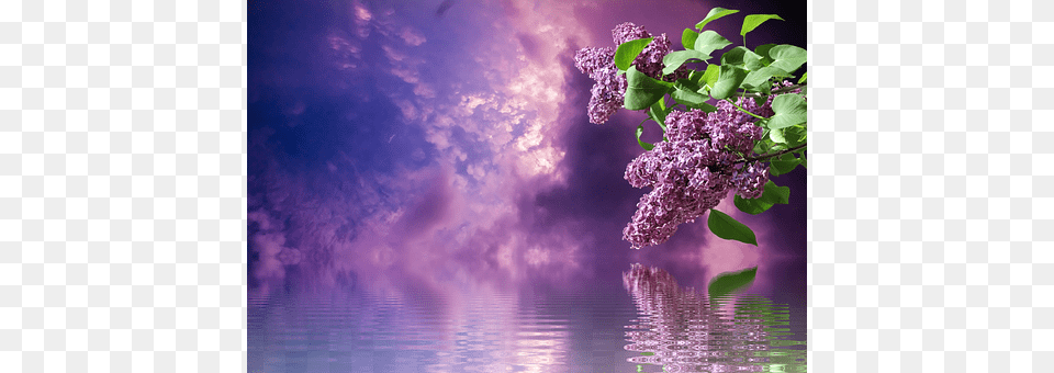 Lilac Spring Nature Branches Purple Siren, Flower, Plant Free Transparent Png