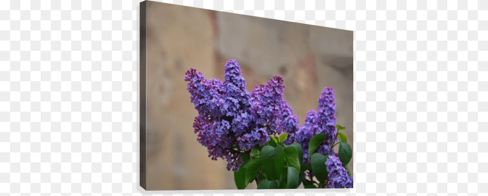 Lilac Trees Purple Flowers Canvas Print Canvas Print, Flower, Plant Png Image