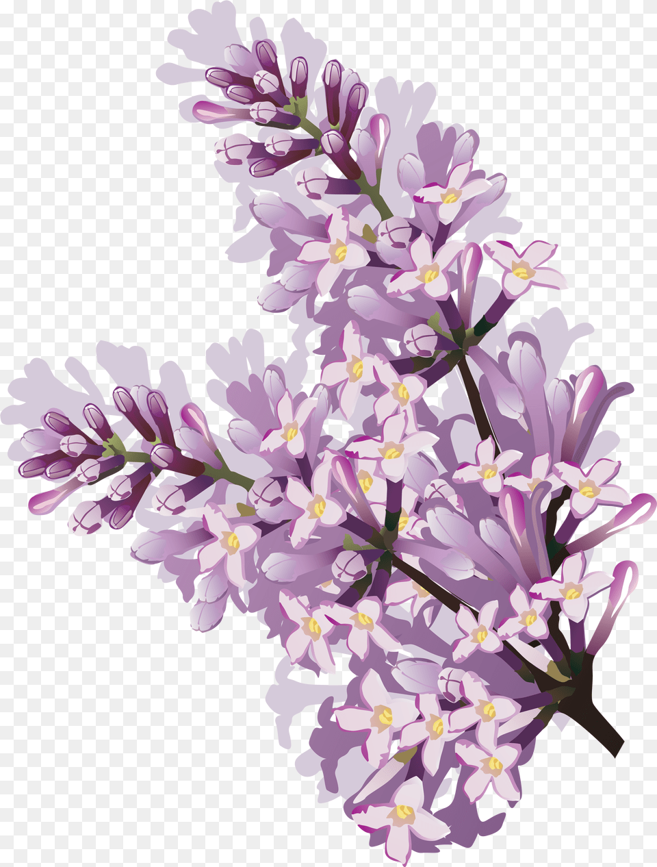 Lilac Watercolor Lilac Flower, Plant Free Png