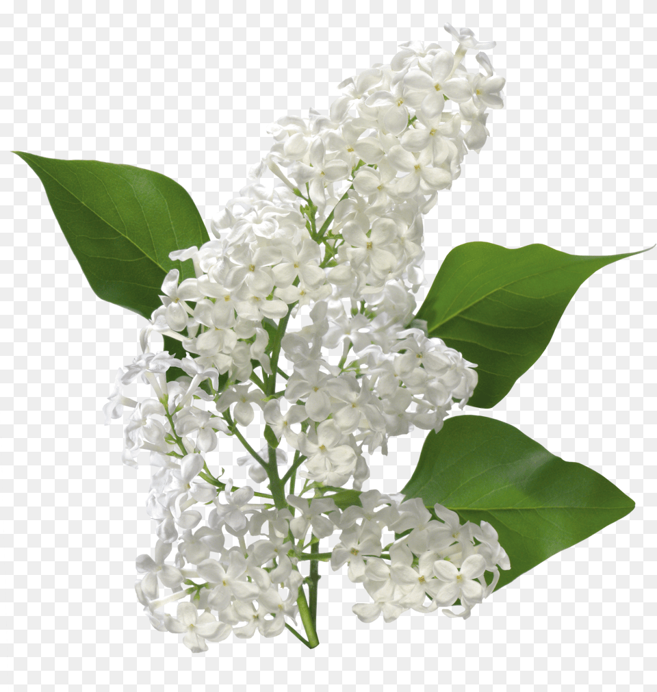 Lilac White Lilac Flower Transparent, Ammunition, Grenade, Weapon, Coil Png Image