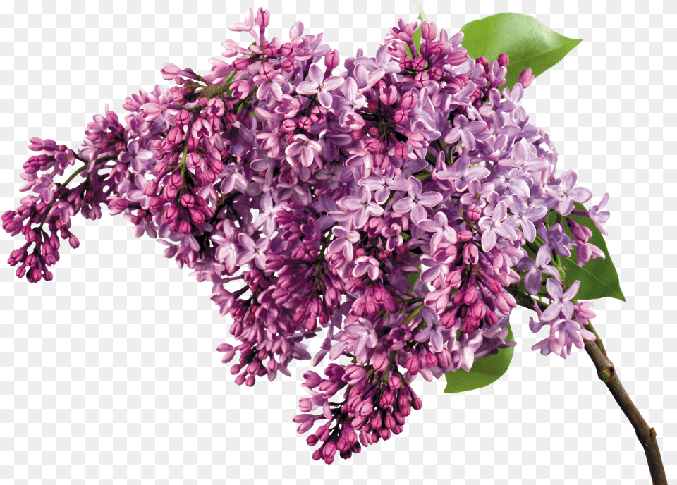 Lilac Wisteria Png