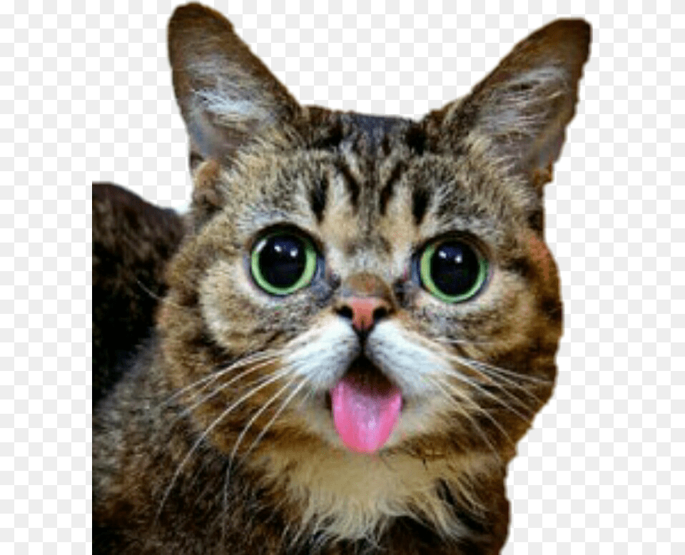 Lilbub Bub Cat Cute Derpy Chat Langue Qui Sort, Abyssinian, Animal, Mammal, Pet Free Png