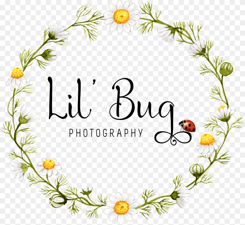 Lilbugfloral Bee Kind Wall Art, Plant, Daisy, Flower, Petal Png Image
