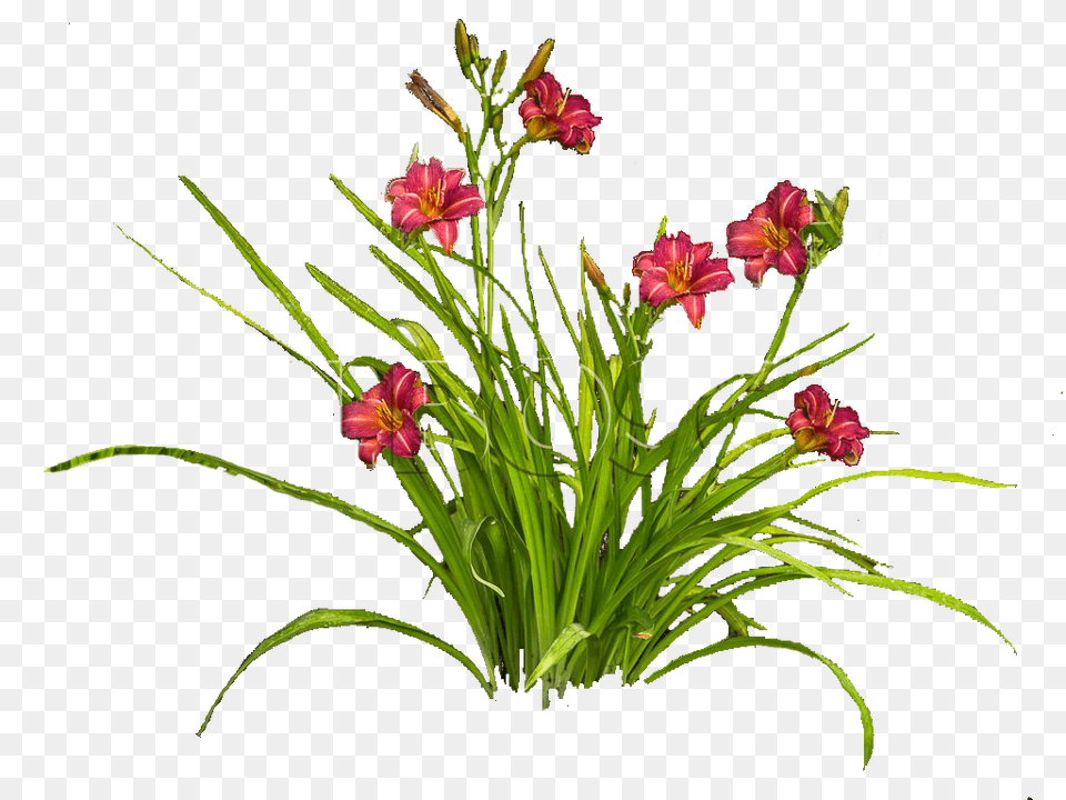Lilejnik Plants Cutouts, Art, Floral Design, Flower, Flower Arrangement Png Image
