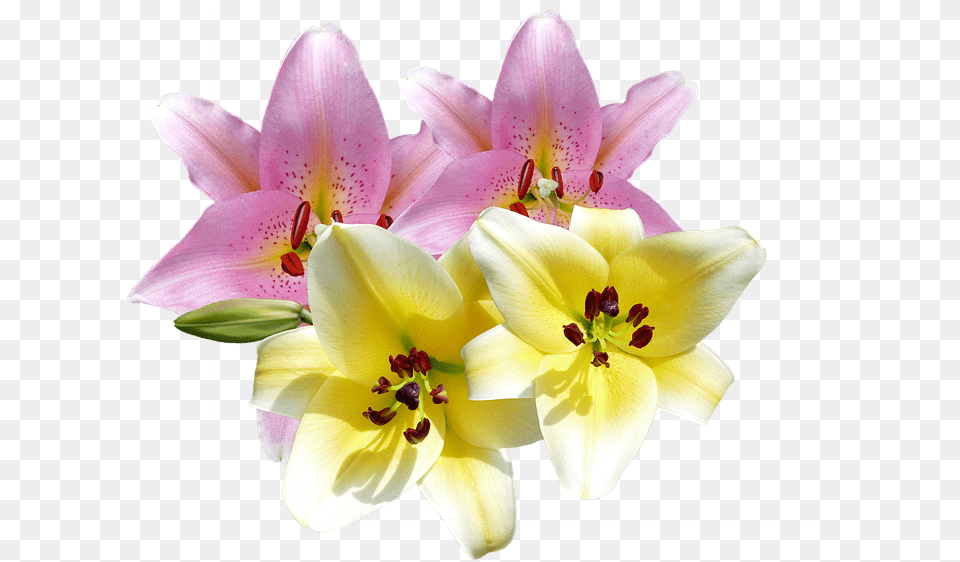 Lilien, Flower, Plant, Anther, Pollen Png
