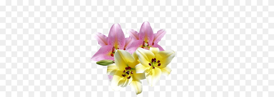 Lilies Flower, Plant, Anther, Flower Arrangement Free Transparent Png