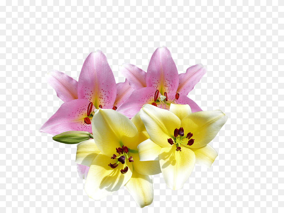Lilies Flower, Plant, Pollen, Anther Free Png Download
