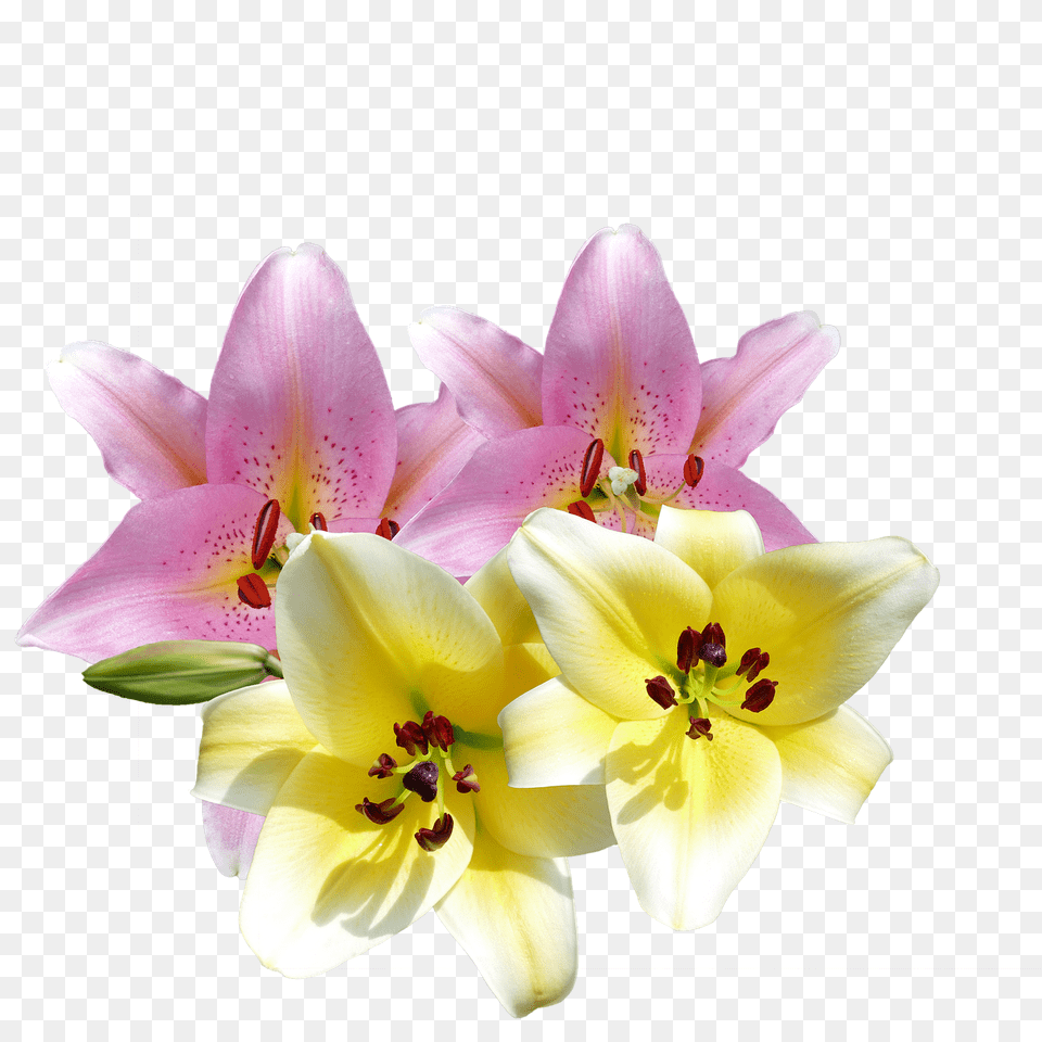 Lilies Flower, Plant, Pollen, Anther Free Png
