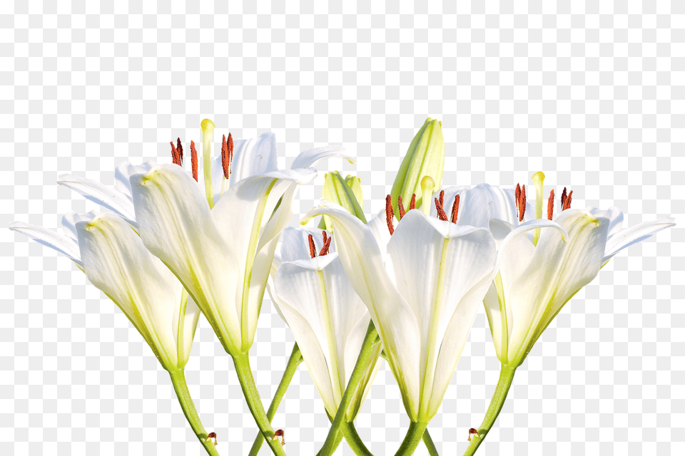 Lilies Flower, Plant, Anther, Lily Png Image