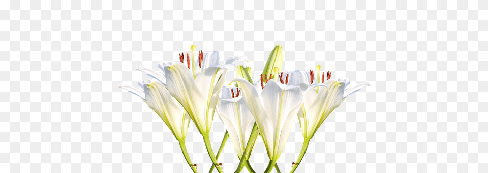 Lilies Anther, Flower, Plant, Petal Png