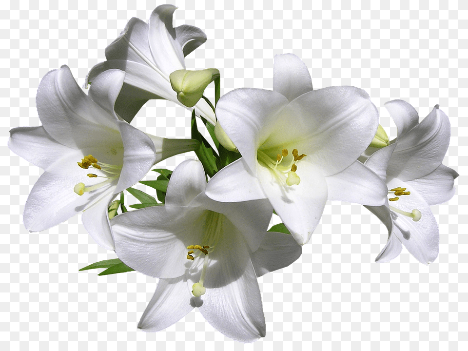 Lilies Flower, Plant, Lily Png Image