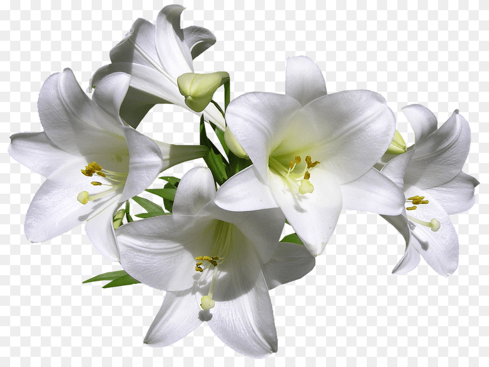 Lilies 3 Lilies, Flower, Plant, Lily, Anther Png Image