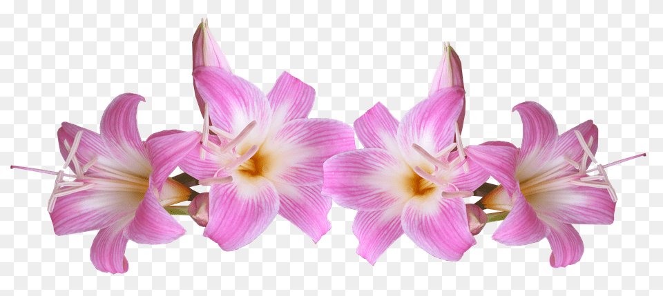 Lilies Flower, Plant, Anther, Amaryllis Free Png Download