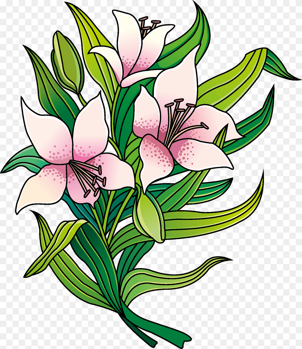 Lilies Clipart, Flower, Plant, Pattern, Art Png Image