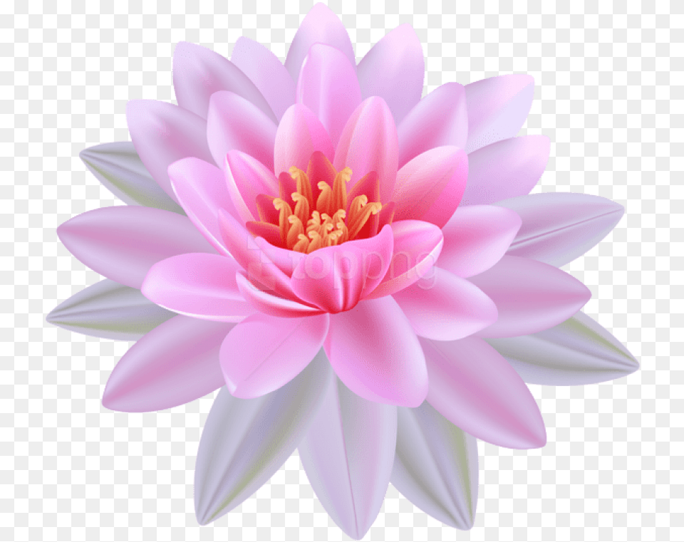 Lilies Clipart Lotus Flower Water Lily Flower, Dahlia, Plant, Petal, Daisy Free Png Download