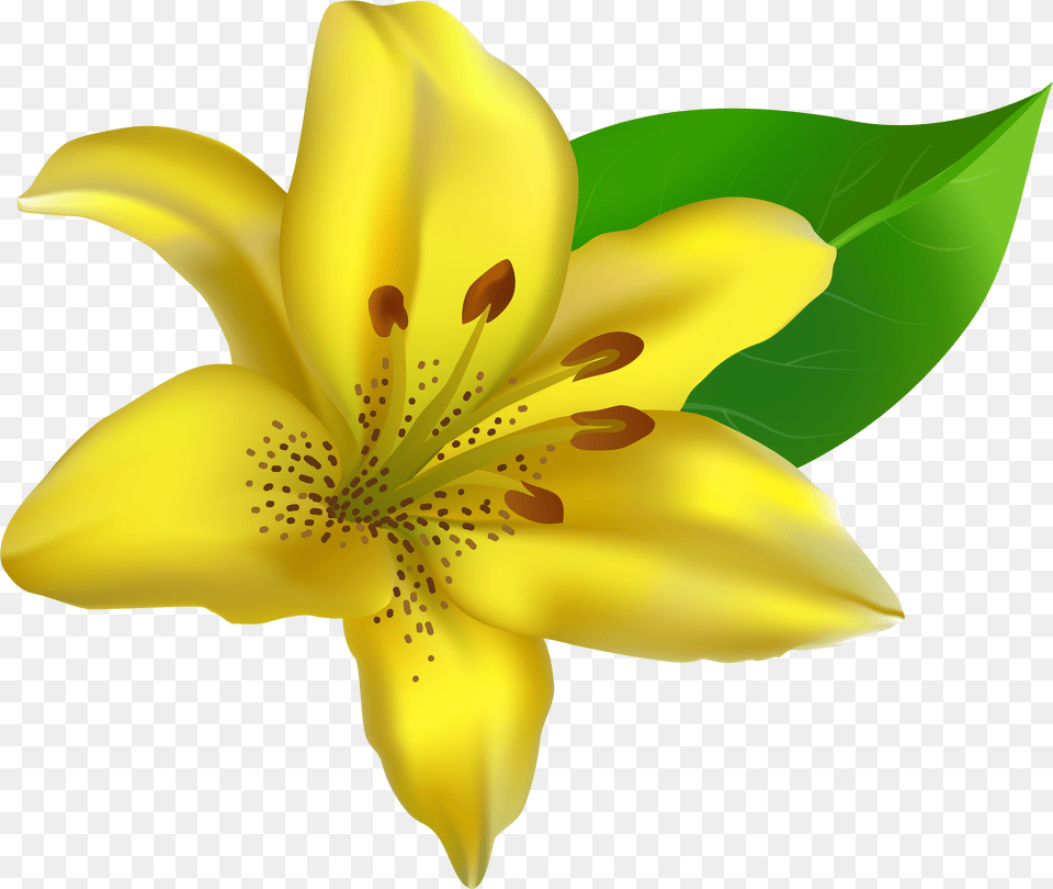 Lilies Clipart Yellow Bell Yellow Lily Clip Art, Flower, Plant, Petal, Anther Png