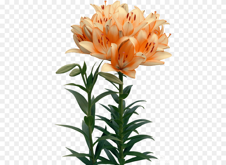 Lilies Flower Clip Art Sadovie Cveti, Plant, Lily, Flower Arrangement, Flower Bouquet Free Png Download