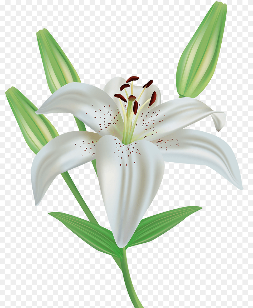 Lilies Images Easter Lily Clip Art, Anther, Flower, Plant Png Image