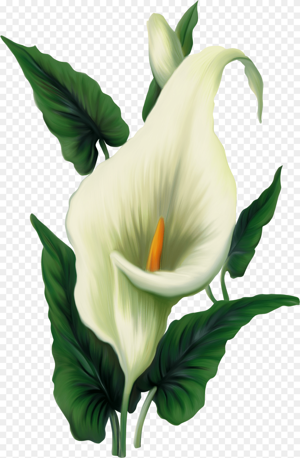 Lilies Icons And Backgrounds Flower Peace Lily, Plant, Araceae Free Transparent Png