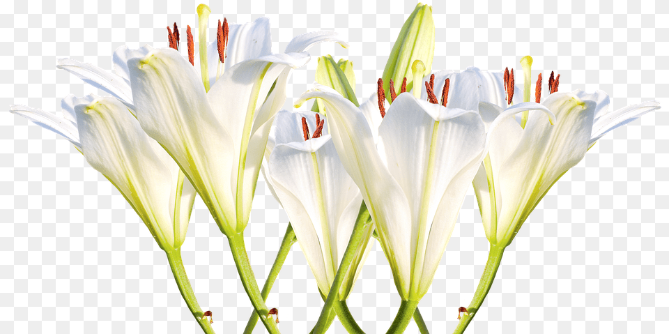 Lilies White Lilies Blossom Bloom Flower White Thinking Of You Lillies, Anther, Plant, Lily, Pollen Free Transparent Png
