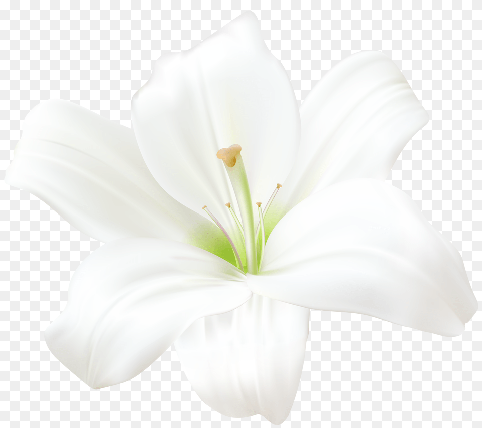 Lilies White Lily Flower, Anther, Plant, Person, Petal Free Png Download
