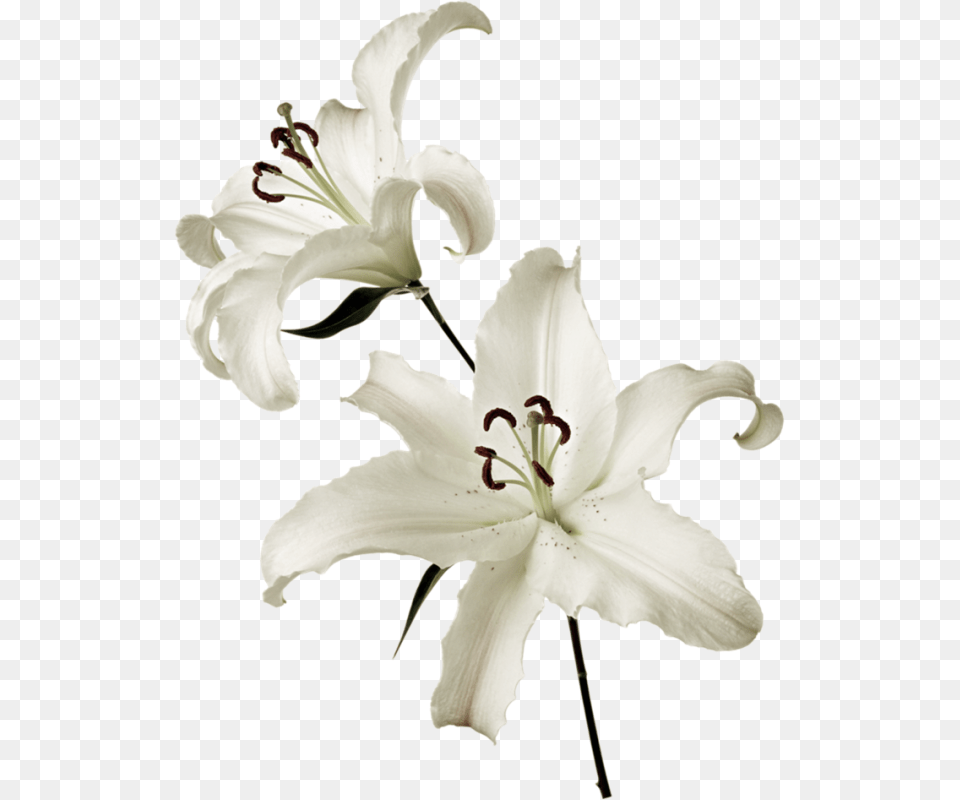 Lilium, Flower, Plant, Lily, Anther Free Png Download