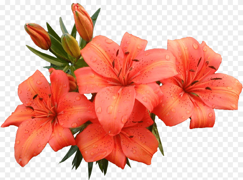 Lilium, Flower, Plant, Lily Free Png