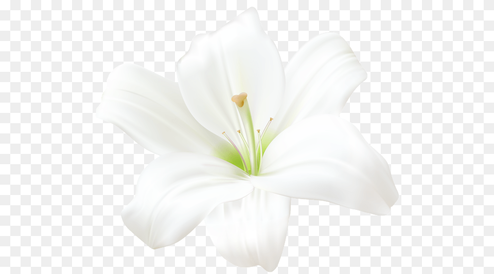 Lilium, Anther, Flower, Plant, Lily Png Image