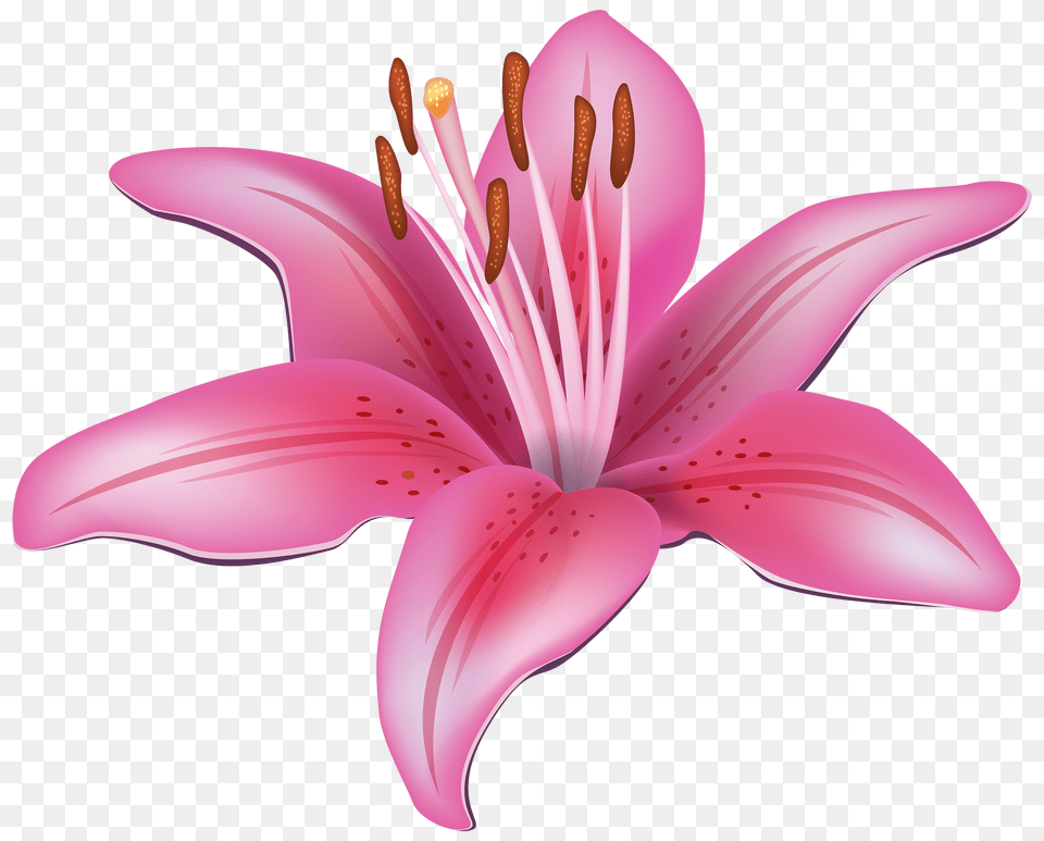 Lilium, Flower, Plant, Anther, Lily Free Png Download