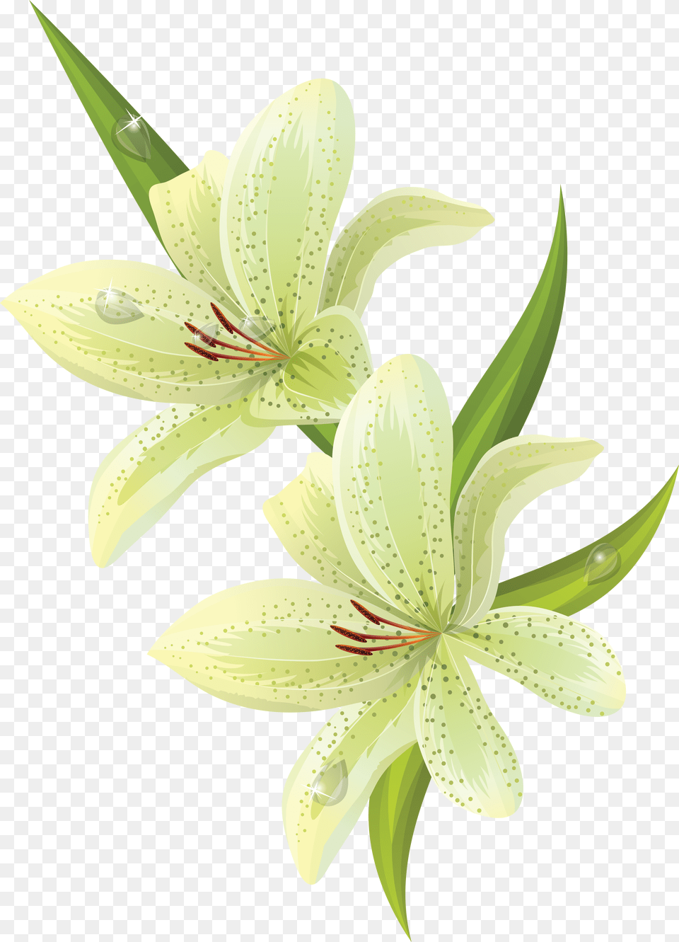 Lilium, Flower, Plant, Lily, Anther Free Png Download
