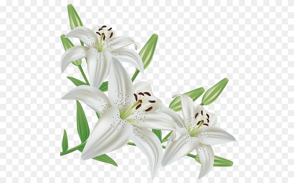 Lilium, Flower, Plant, Anther, Lily Png