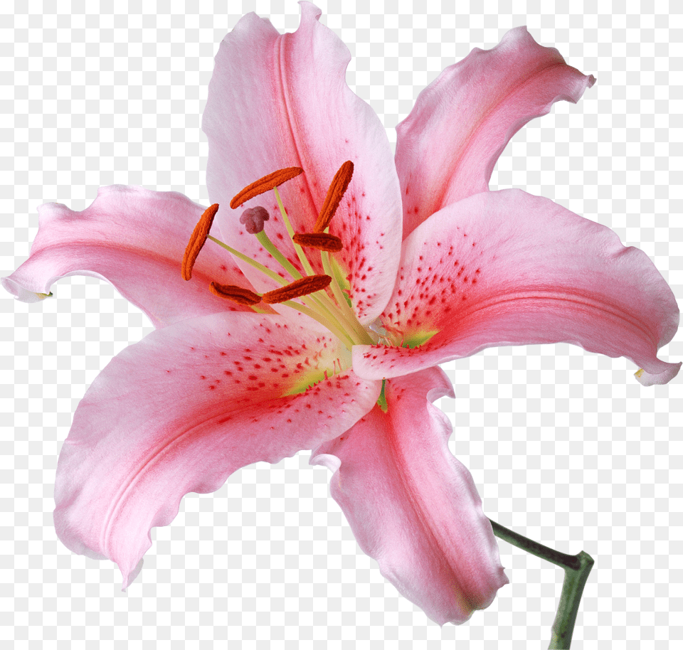 Lilium, Flower, Plant, Lily, Rose Free Png Download