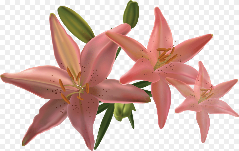 Lilium, Flower, Lily, Plant, Anther Free Png Download