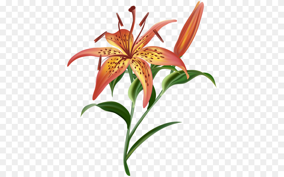 Lilium, Flower, Lily, Plant Free Png Download