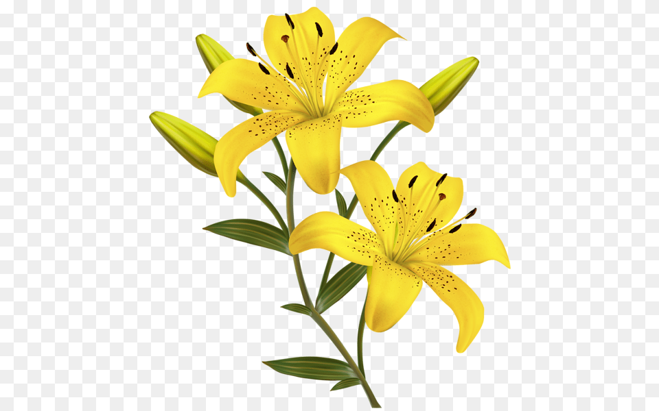 Lilium, Flower, Plant, Lily Free Png