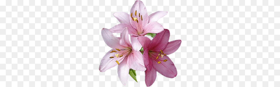 Lilium, Anther, Flower, Plant, Lily Free Transparent Png