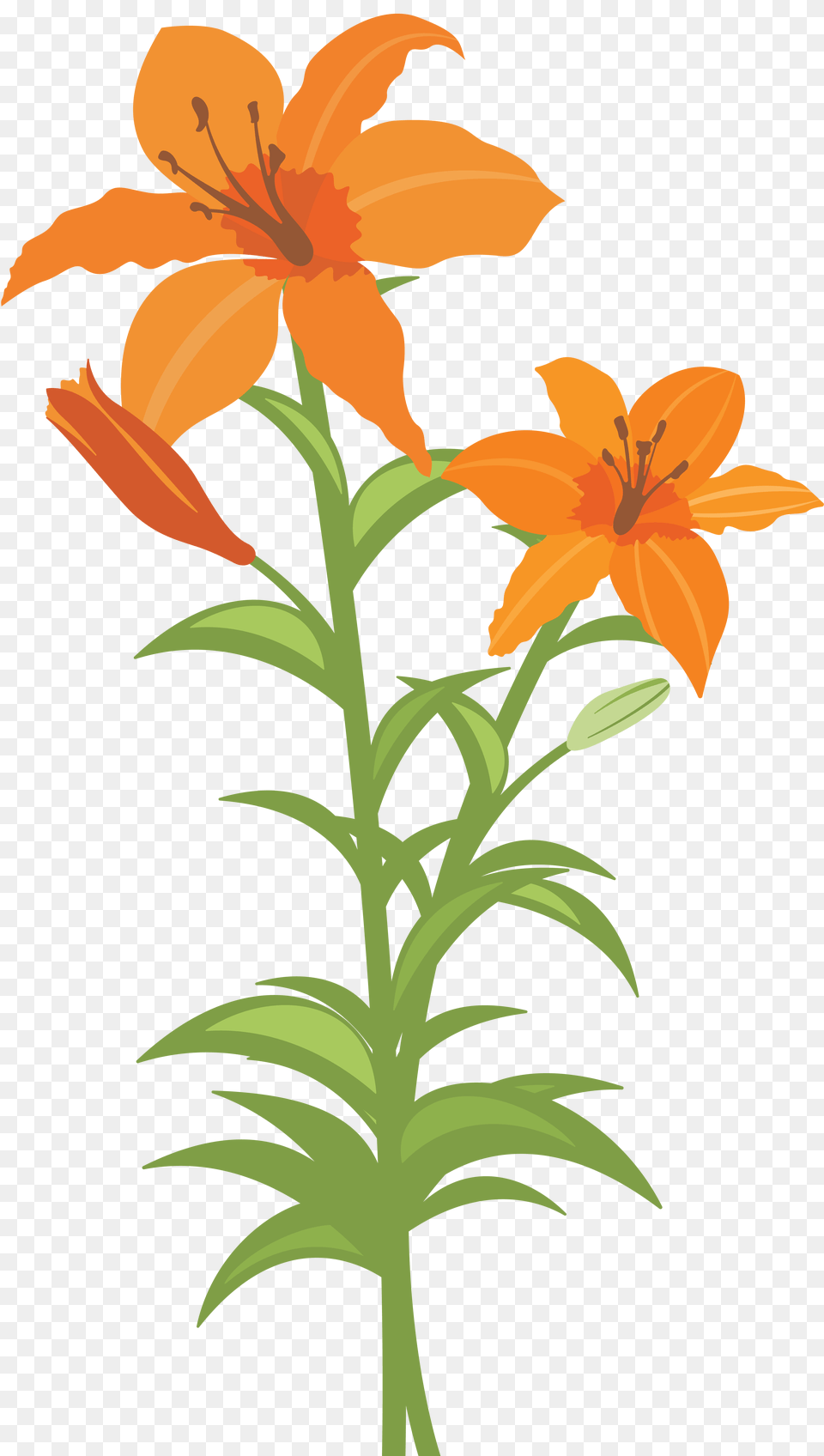 Lilium, Flower, Lily, Plant Free Png