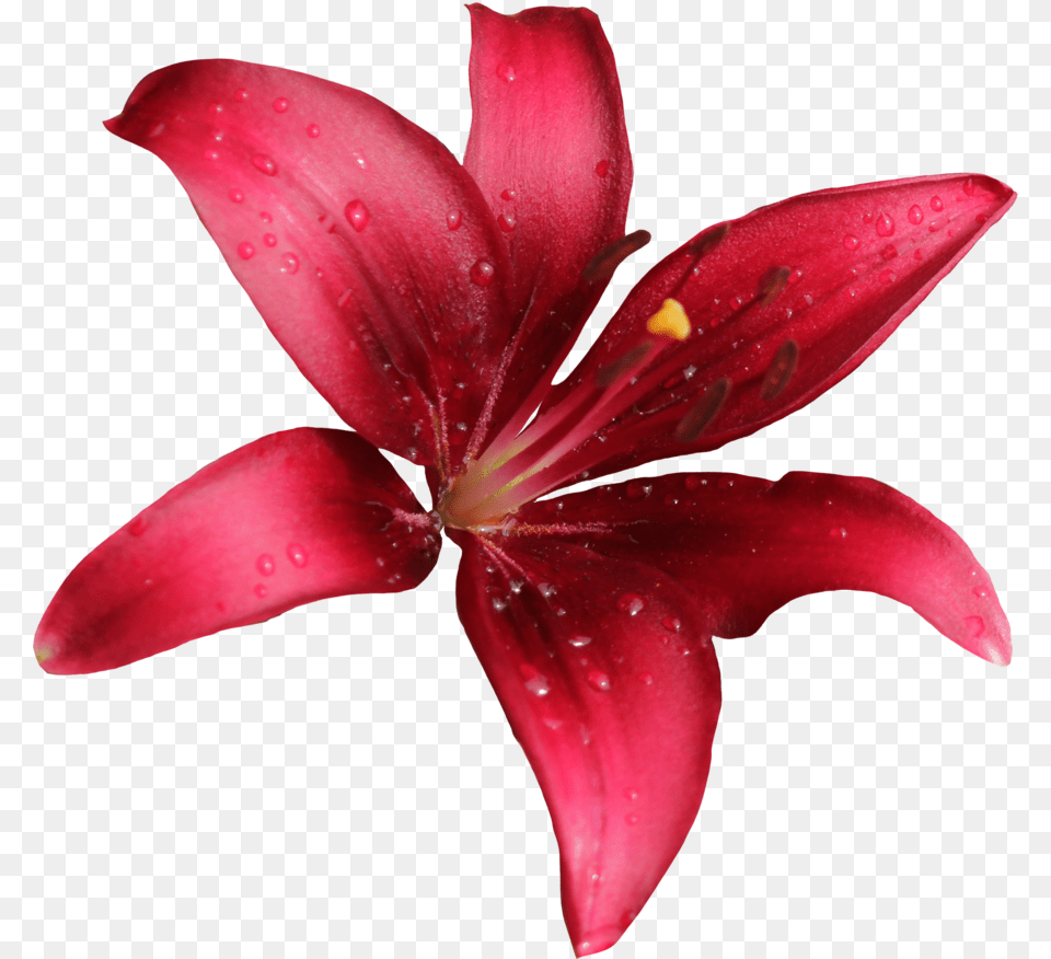 Lilium, Flower, Plant, Lily, Petal Free Transparent Png