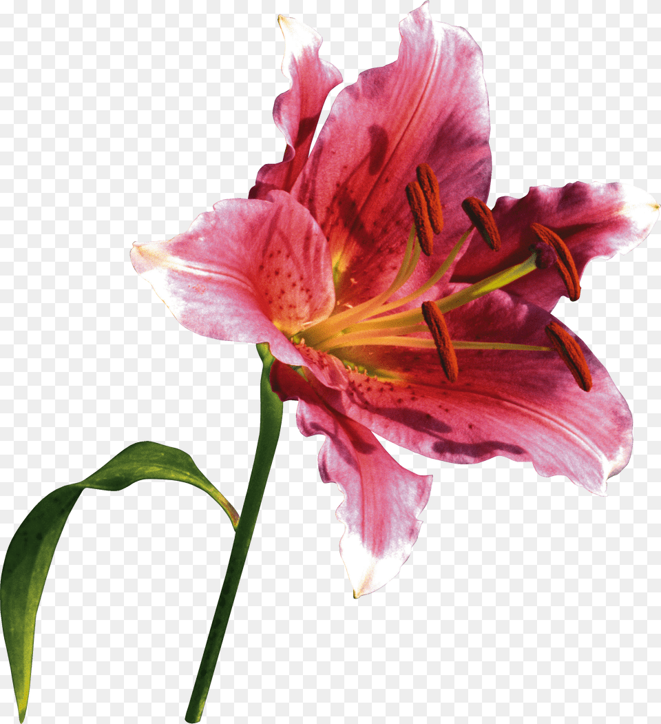 Lilium Png Image